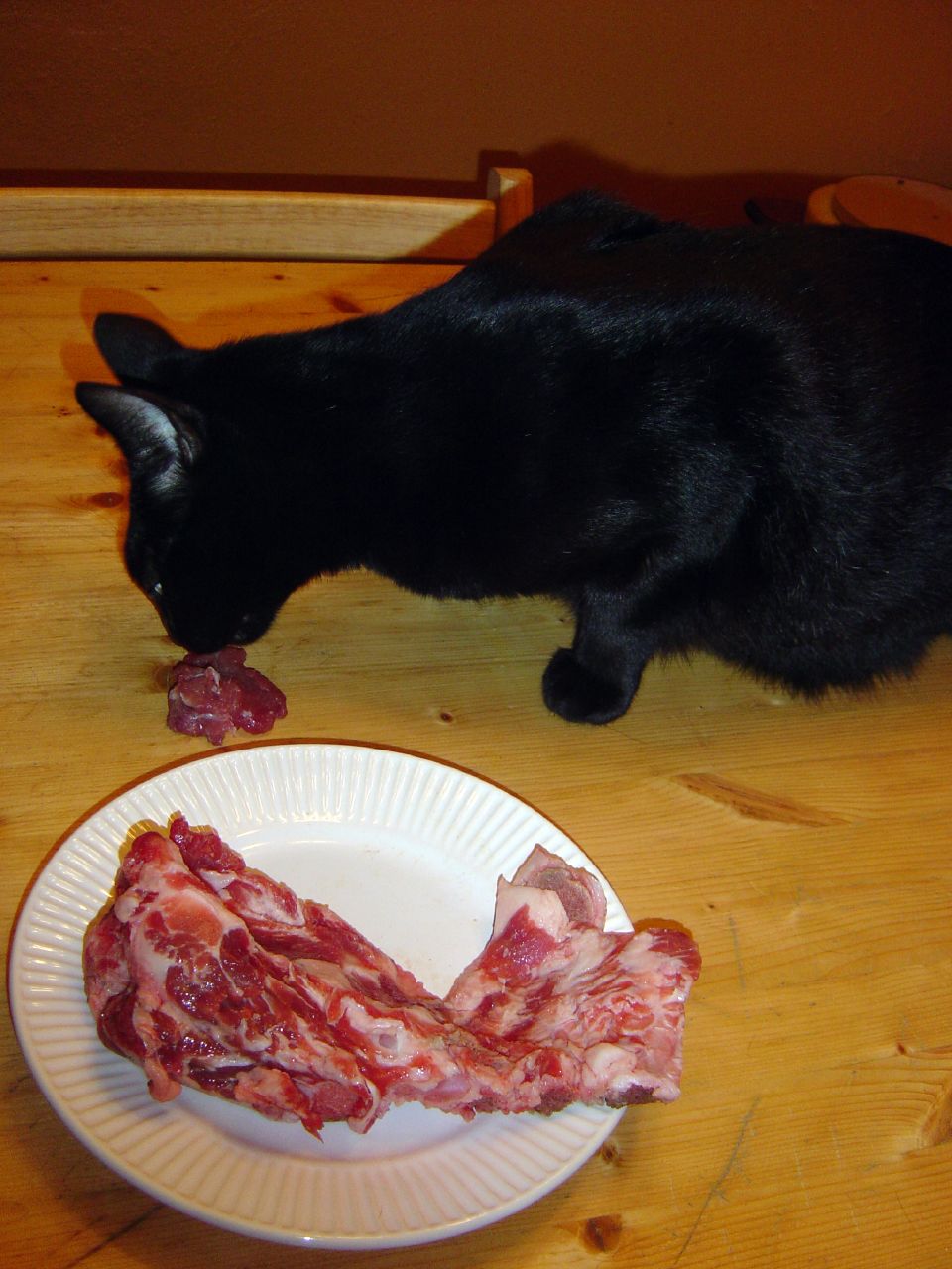 Auf dem Bild ist eine Katze beim fressen zu sehen