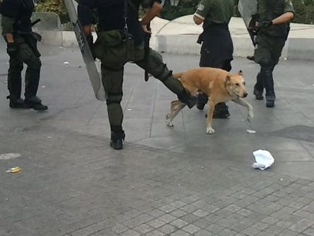 Datei:Loukanikos with Police.jpg