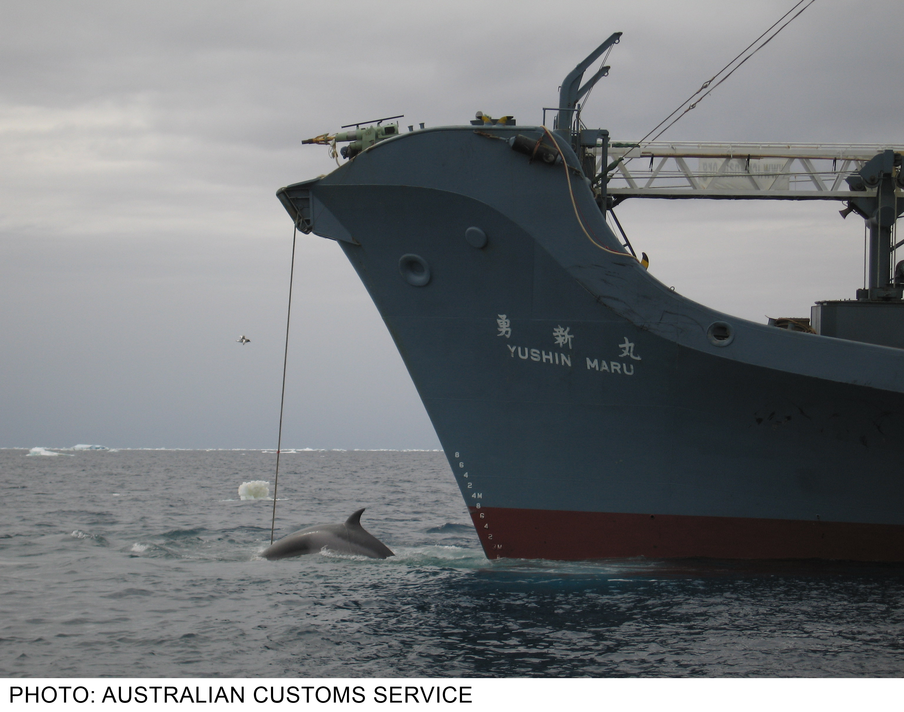 Auf dem Bild ist ein modernes Wal-fang-schiff. Es ist gerade ein Wal abgeschossen worden. Die Harpune steckt im Wal. Das Seil von der Harpune geht hoch zum Schiff..