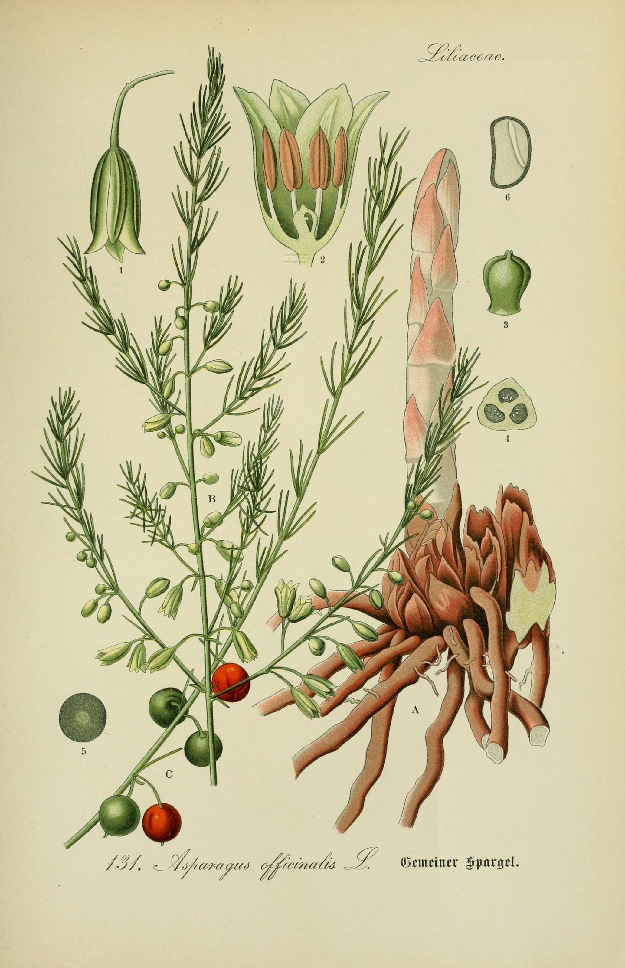 Auf dem Bild ist eine Zeichnung von einer Spargel-pflanze
