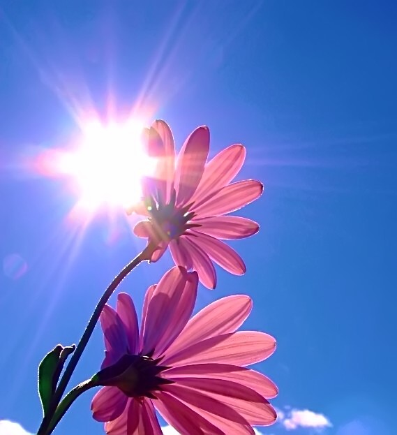 Auf dem Bild ist eine Blume und die Sonne zu sehen